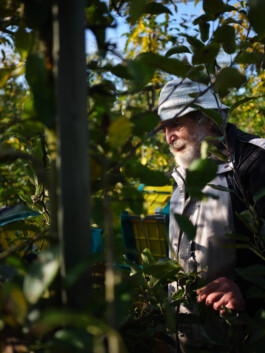 Reportage Bild Apfelernte; Arbeit im Alter